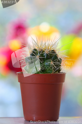 Image of Cactus in pot on table