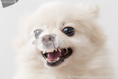 Image of White pomeranian getting angry