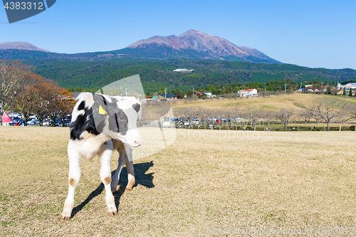 Image of Cow farm