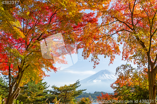 Image of Mountain Fuji with maple tree