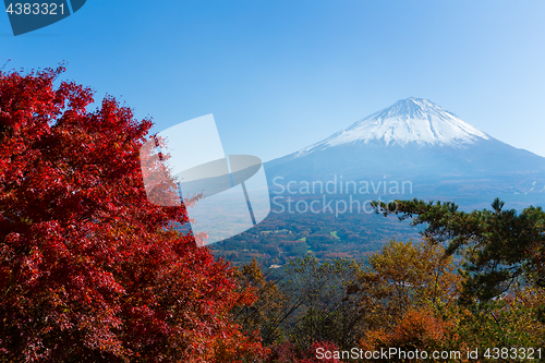 Image of Mount Fuji and maple tree