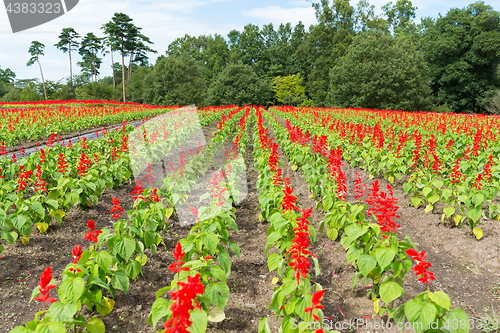 Image of Red Salvia field