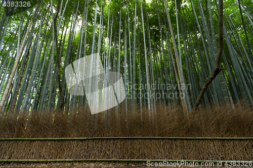 Image of Bamboo pathway
