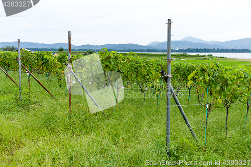 Image of Grape farm