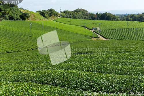 Image of Green Tea farm