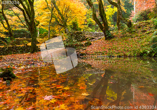 Image of Japanese garden in autumn