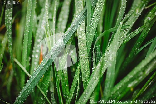 Image of Fresh thick grass with dew drops