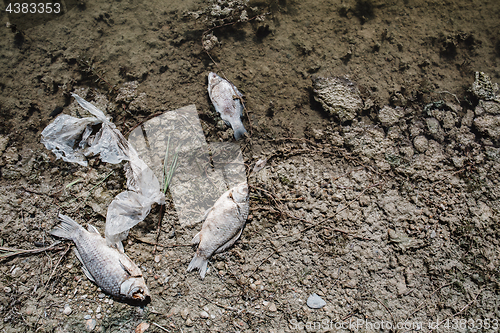 Image of Dead fish on the pond.