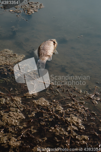 Image of Dead fish on the pond.
