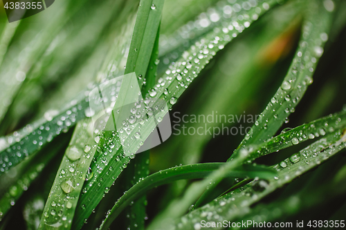 Image of Fresh thick grass with dew drops