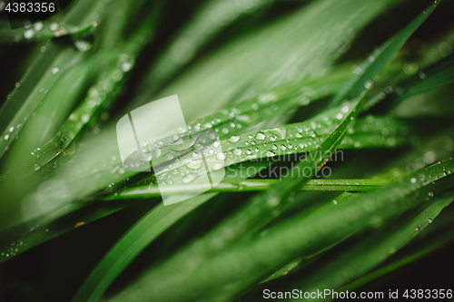 Image of Fresh thick grass with dew drops