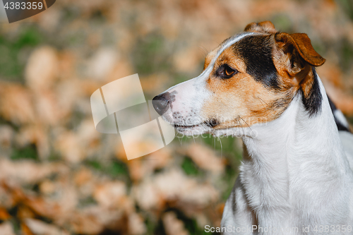 Image of Dog sitting in autumn leave