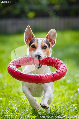 Image of Jack Russell Terrier running witn toy