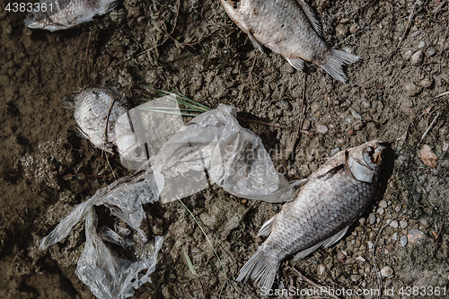 Image of Dead fish on the pond.