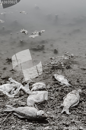 Image of Dead fish on the pond.