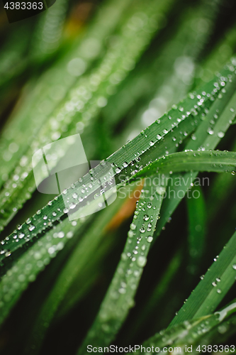 Image of Fresh thick grass with dew drops