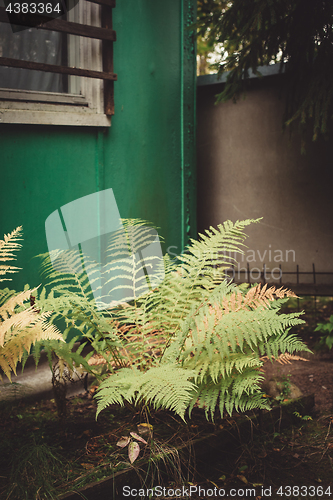 Image of Fern in the garden