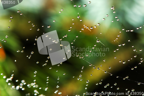 Image of spiderweb