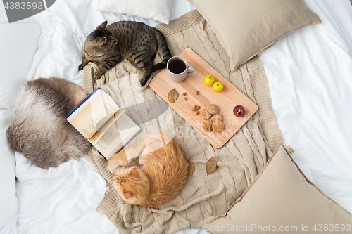 Image of two cats lying on blanket at home in autumn