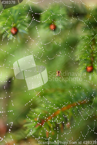 Image of spiderweb