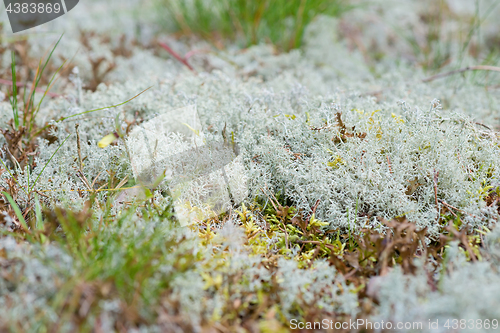 Image of Macro shot of white reindeer moss