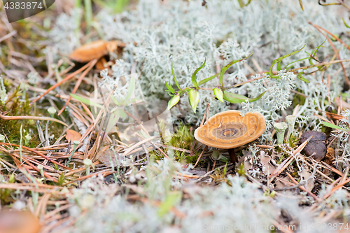 Image of Macro shot of mushroom in white reindeer moss