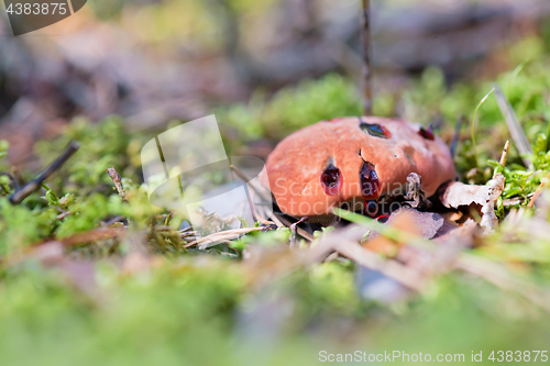 Image of Hydnellum peckii - mushroom in mossy forest