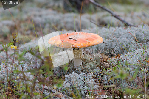 Image of Amanita growing on forest