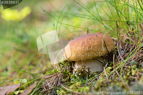 Image of Brown cap boletus growing on forest
