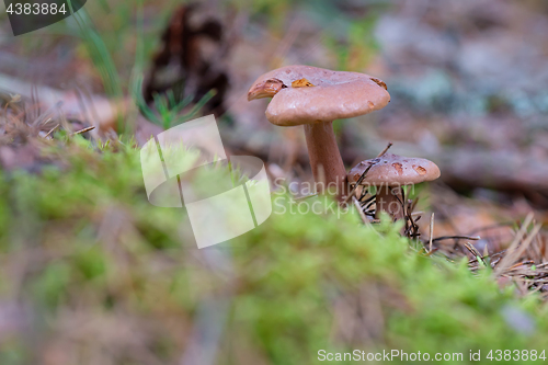 Image of Lactarius rufus growing on forest