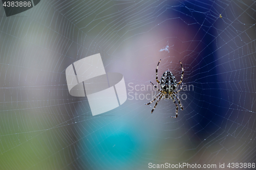 Image of Spider sits on the web