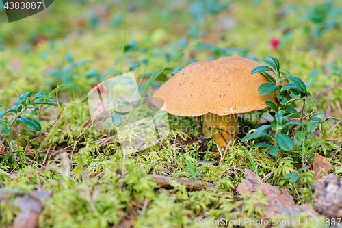 Image of Xerocomus growing on forest