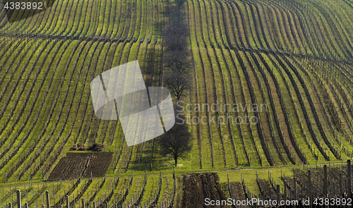 Image of Landscape with vineyard and trees in line in spring