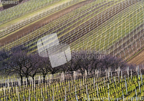 Image of Landscape with vineyard and trees in line in spring