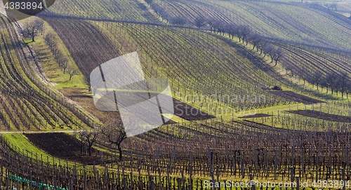 Image of Landscape with vineyard and trees in spring