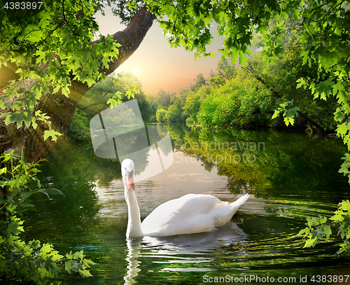 Image of White swan on the lake