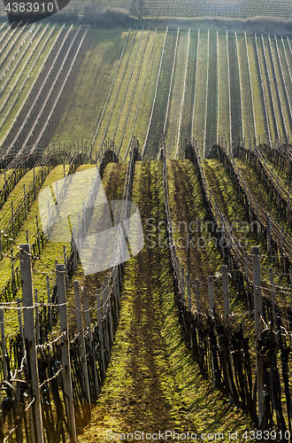 Image of Landscape with vineyard  in early spring