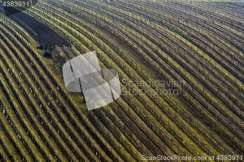 Image of Detail of vineyard and trees in spring. 