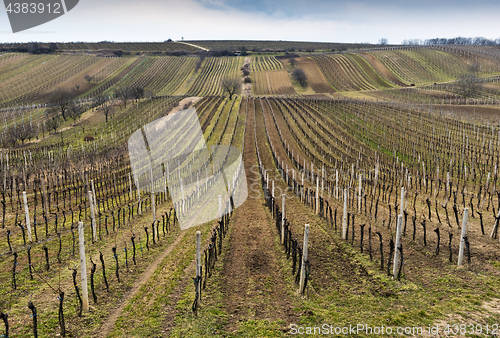 Image of Landscape with vineyard and trees in spring