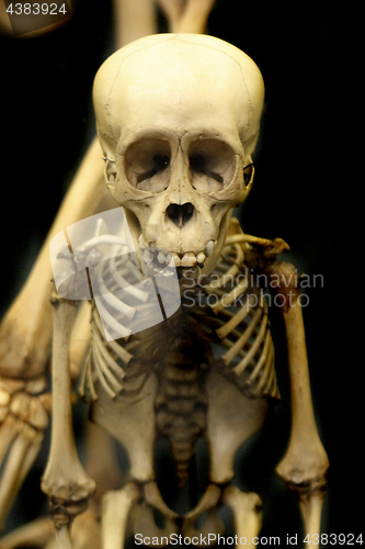 Image of small human skull