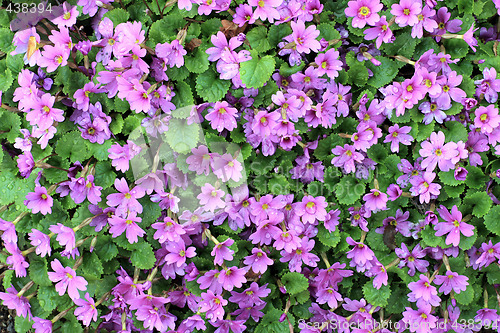 Image of pink shrub