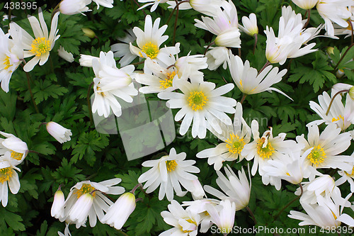 Image of white flowers