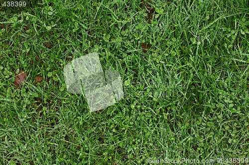 Image of grass background