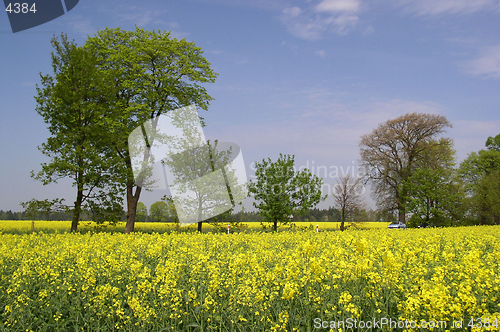 Image of canola