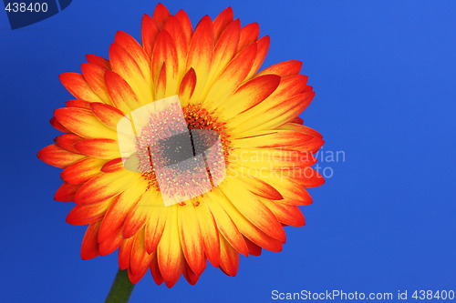 Image of bright flower