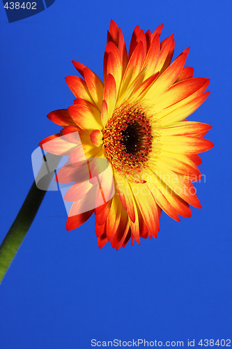 Image of bright flower