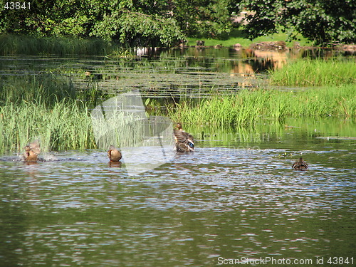 Image of Ducks having a wash