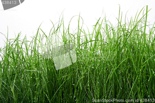 Image of green grass