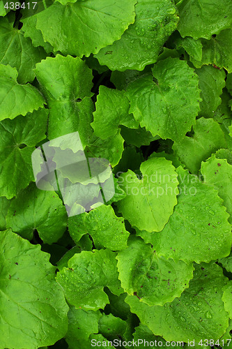 Image of plant background