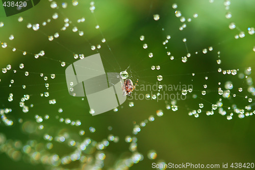 Image of spiderweb